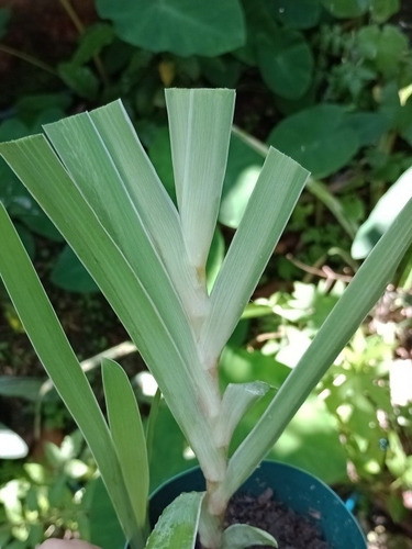 Iris De Praia Branca E 1 Amarelo (2 Mudinhas + Brinde)