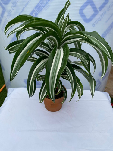 Dracena Helicoidal Planta De Interior