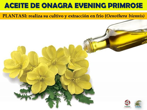 100 Ml Aceite Onagra Evening Primrose Oil 100% Puro