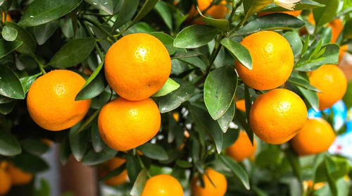 Árbol De Mandarina Piñatera, Más Semillas 