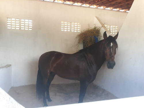 Chácara Para Venda Em Satuba, Zona Rural - Ch - 05_1-1722118