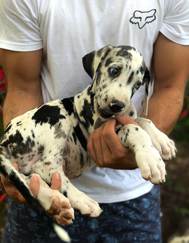 Cachorros Gran Danés