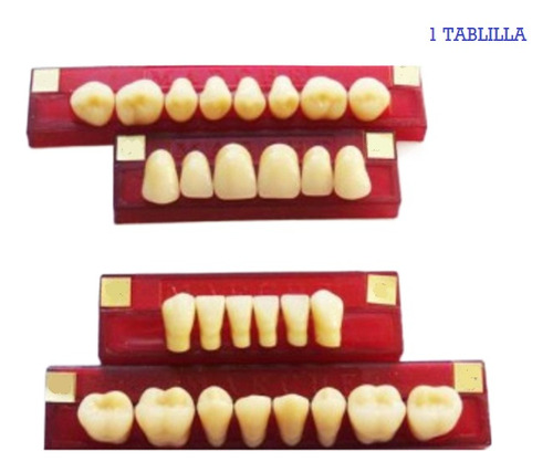 Tableta De Dientes De Acrílico Marche Anteriores Inferiores