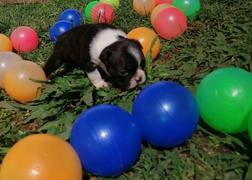 Cachorros Boston Terrier