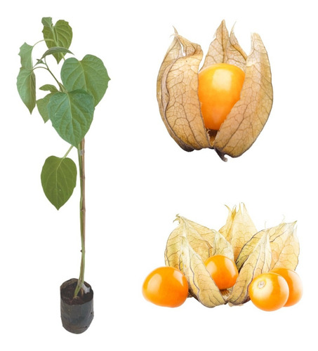 Muda De Physalis Alta Qualidade