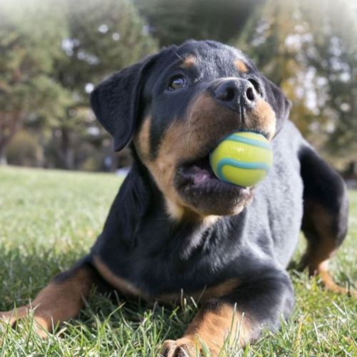 Imagen 5 de 9 de Kong Wavz Ball Small Juguete Pelota Perro-