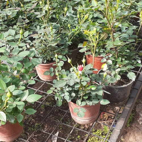 Rosa Rococo, Rosal Arbustivo M14