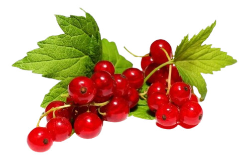 Grosella Roja ( Planta ) 70 Cm - 1 M Ribes Rubrum Excelent
