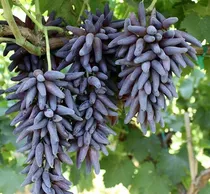 Comprar Semillas De Uva Dedos De Bruja Organicas Todas Germinan