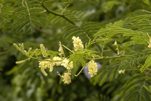 Ñapindá Uña D Gato Ñapinday Acacia Bonariensis Planta Nativa