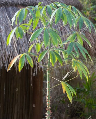 Árbol De Ceiba, Árbol Sagrado