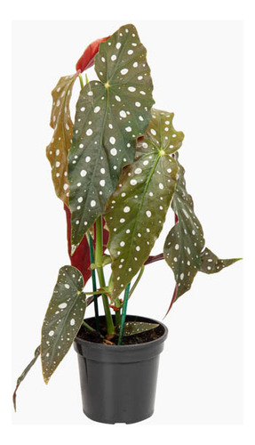 Begonia Maculata P13