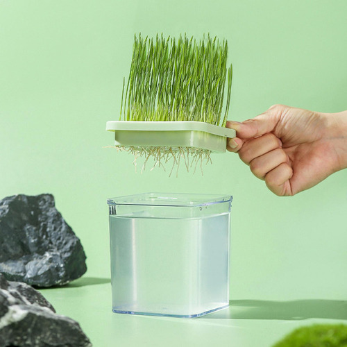 Kl Jardinera De Hierba Para Gatos Caja De Cultivo De Hierba