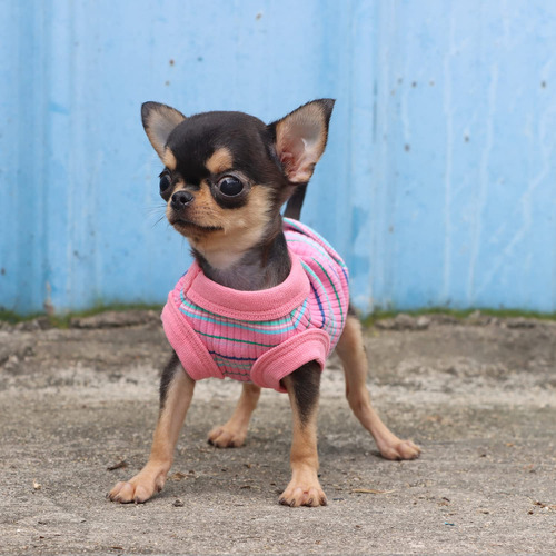 Chaleco Tipo Camisa Para Perros Lophipets, 100% Algodón Acan