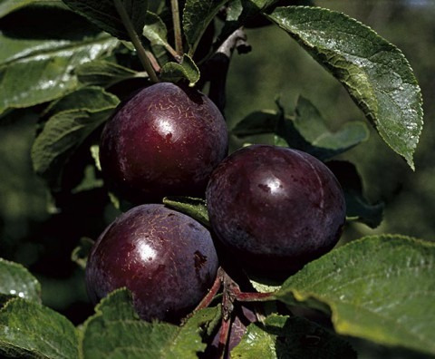 Ciruela Negra Arbol Var. Moscatel 1.50 M Dulces | Meses sin intereses