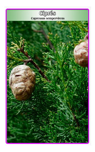 Semillas De Ciprés (cupressus Sempervirens)