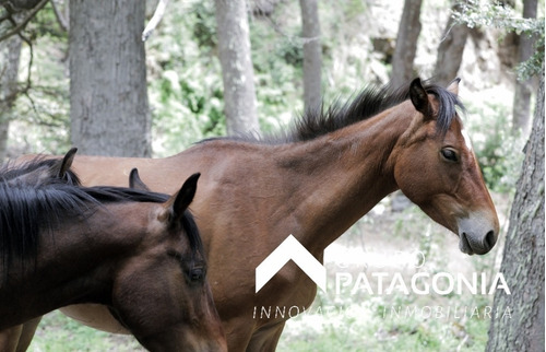 Valor En Baja!!! / Lote En Venta En San Martín De Los Andes, Vallescondido -club De Campo-