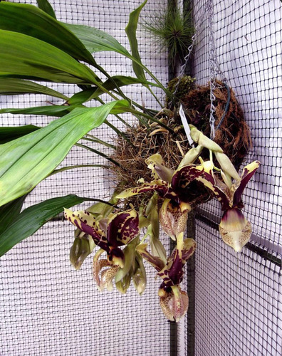 Orquidea Stanhopea Plantasgrandes Y Bellas, No Divisiones!!!