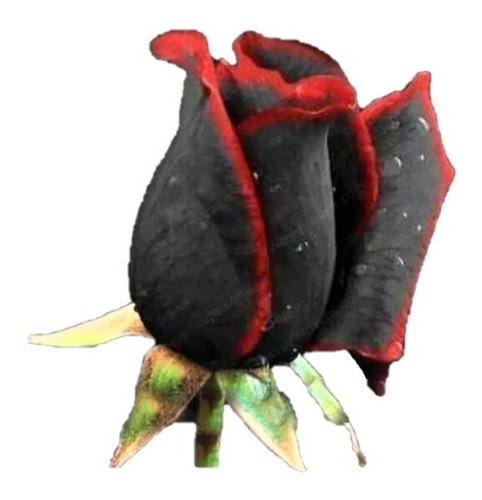 Pack X 10 Semillas Rosas Raras Rosa Rara Flor (elegir Color)
