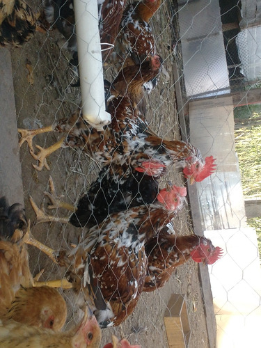 12 Ovos De Gsb ( Galinha Sertaneja Balão)