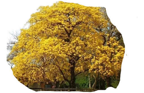 Arbolito De Guayacán Amarillo Primavera 