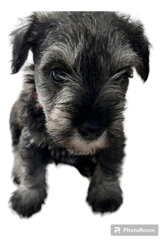 Schnauzer Toys, Schnauzer Miniatura