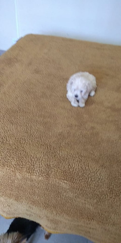 Poodle Micro Toy