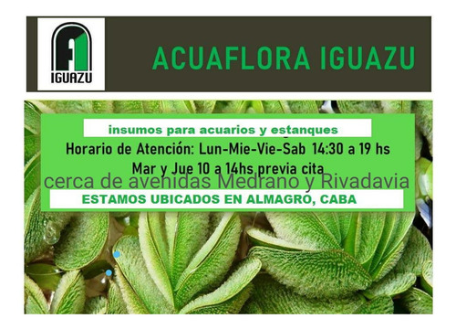 Pack Plantas Flotantes Lemna Minor Y Major - Porcion 30x30