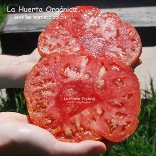 Semillas Tomate Gigante De Belgica! Frutos Enormes Sabrosos!