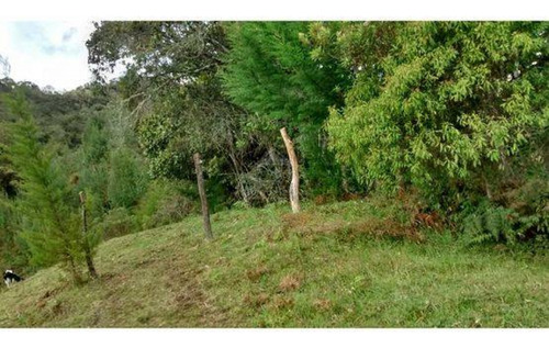 Vendo Finca De 14 Ha Multipropósito Con Aguacate Hass En Sonsón