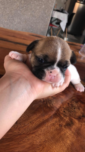 Imagem 1 de 5 de Filhotes Buldog Francês