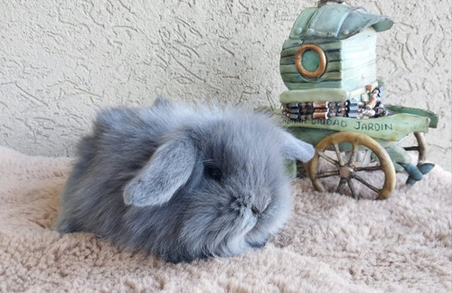 Conejos Mini Holland Lop (Usado)