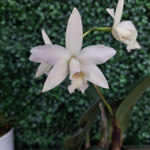 Mini Cattleya Branca Cruzamento Sophronitis Orquidea Exótica