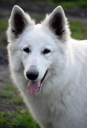 Cachorro Pastor Blanco Suizo Fca