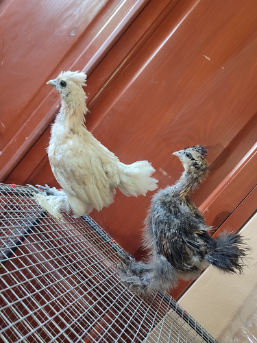 Sedosos Del Japón Gallinas
