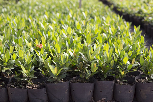 Vasos Para Plantas Flexíveis 60 Litros (10 Unidades)