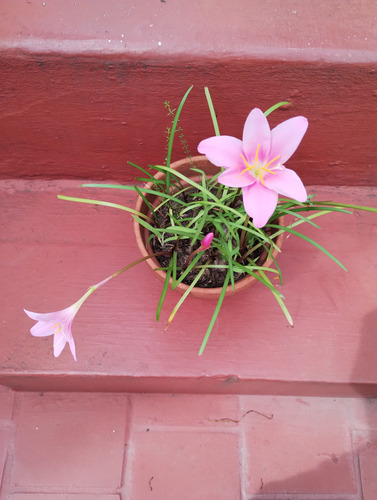 Lirio De Lluvia - Zephyrantes Rosea