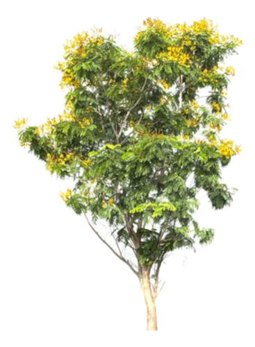 Árbol Acacia Mimosa Envío Gratis 