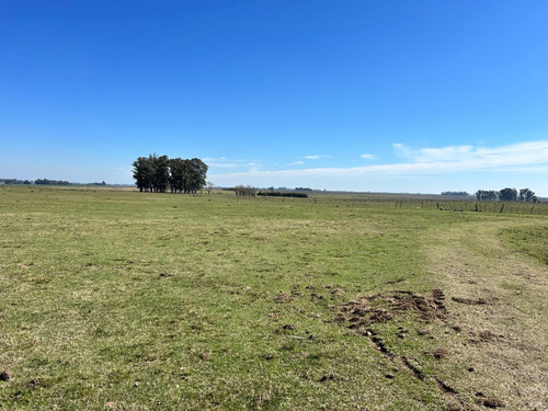 Destacado Campo Agricola- Ganadero, Salto , Gran Productividad, Coneat 130