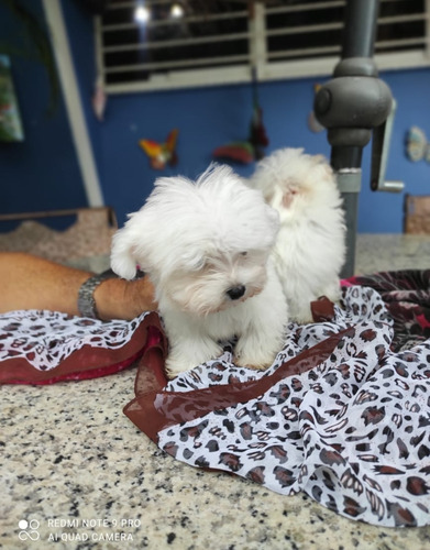 Cachorros Maltés