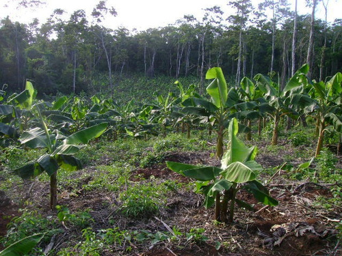 Imagen 5 de 14 de Venta De Hermosa Finca