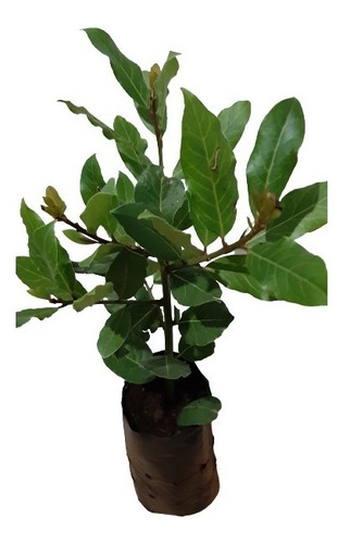 1 Muda De Louro Tempero Alta Qualidade + Manual De Cultivo