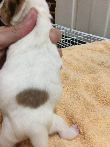 Imagen 10 de 10 de Jaks Russell Terriers Con Chip Y Pedigri De La Fca