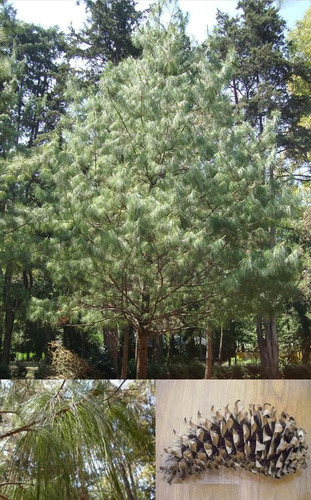 Imagen 3 de 6 de Pino Ayacahuite ( Arbol ) , Pino Blanco Mexicano , 60cm