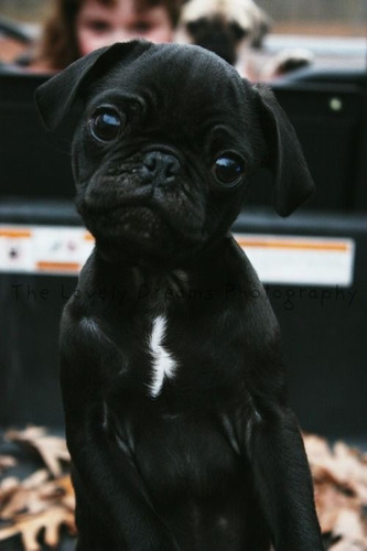 Cachorro Pug Carlino Negro 20