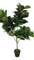 Comprar Planta Gomero De 145cm De Alto Sin Maceta