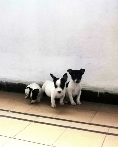 Fox Terrier Ratoneros Machos Blanco