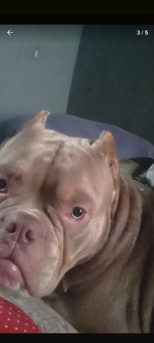 American Bully Pocket ( Macho) Servicio) Consultar