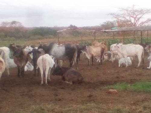 Imagen 6 de 9 de Vendo Finca Productiva En Pariaguan Edo. Anzoategui - Venezuela