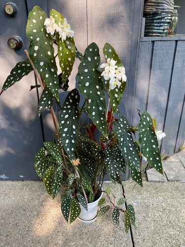 Begonia Maculata P13
